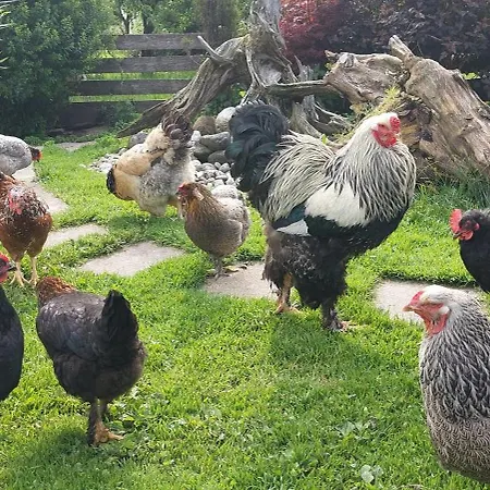 Brixnerhof Im Zillertal Maison d'hôtes 3*